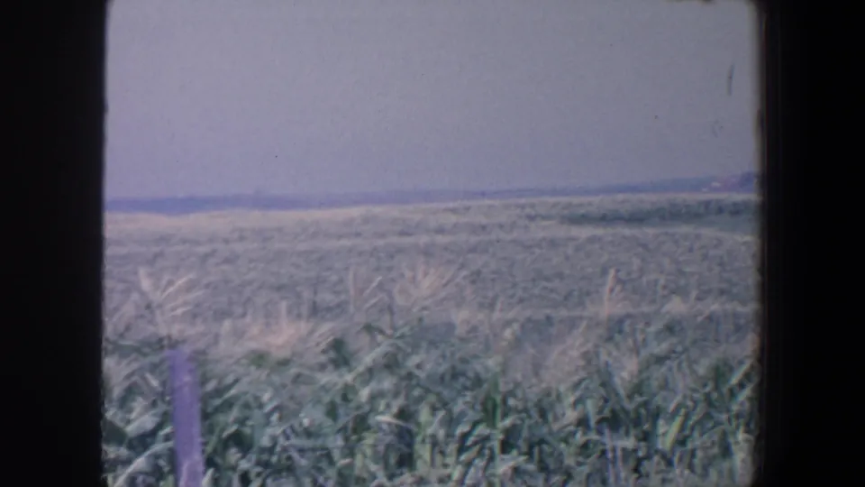 1959 Iowa rural landscape showing tall foreground vegetation, an open field, and a hazy low horizon through soft 8mm color.