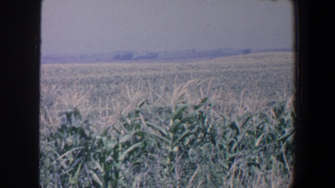 1959 Iowa home-movie frame of a cornfield with tall green stalks, pale tassels, distant fields, and a hazy sky.