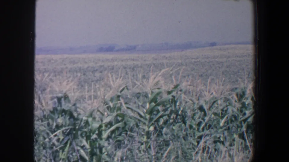 1959 Iowa home-movie frame of a cornfield with tall green stalks, pale tassels, distant fields, and a hazy sky.