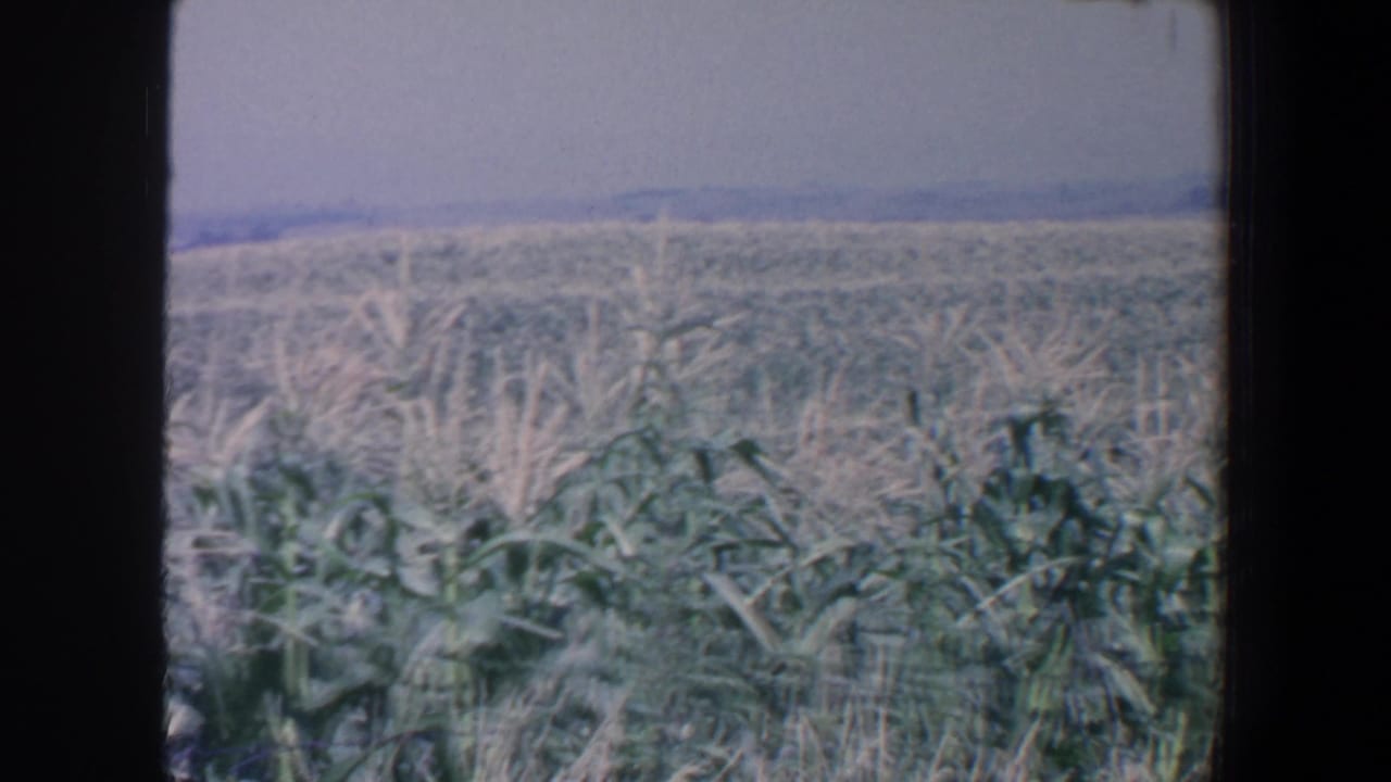 1959 Iowa footage frame showing dense corn plants, pale tassels, open farmland, and soft 8mm color fading.
