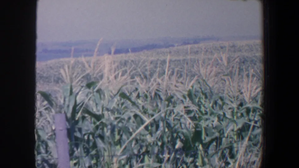 1959 Iowa cornfield frame with tasseled corn, green leaves, a foreground fence post, and distant rolling farmland.