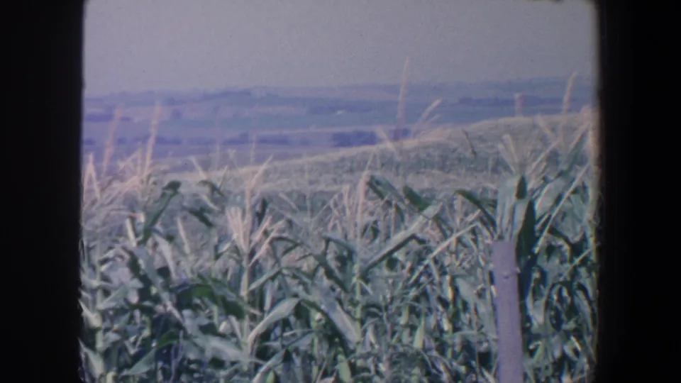 1959 Iowa home-movie frame of corn tassels at the field edge, open farmland beyond, and a visible post at right.