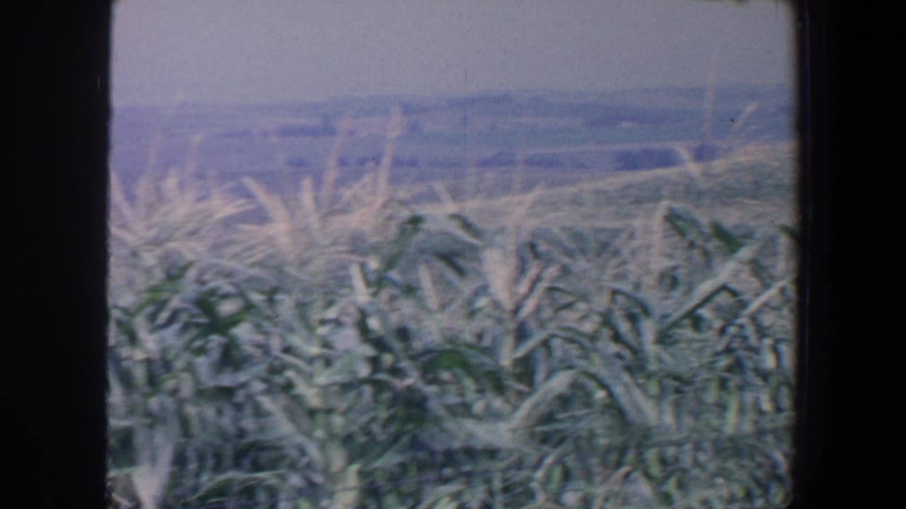 Tall corn stalks and tassels in front of hazy rolling farmland.