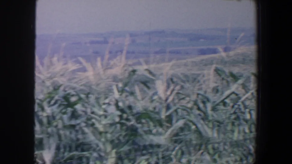 1959 Iowa 8mm frame showing green corn stalks and tassels in the foreground with soft hills and farmland fading into the distance.