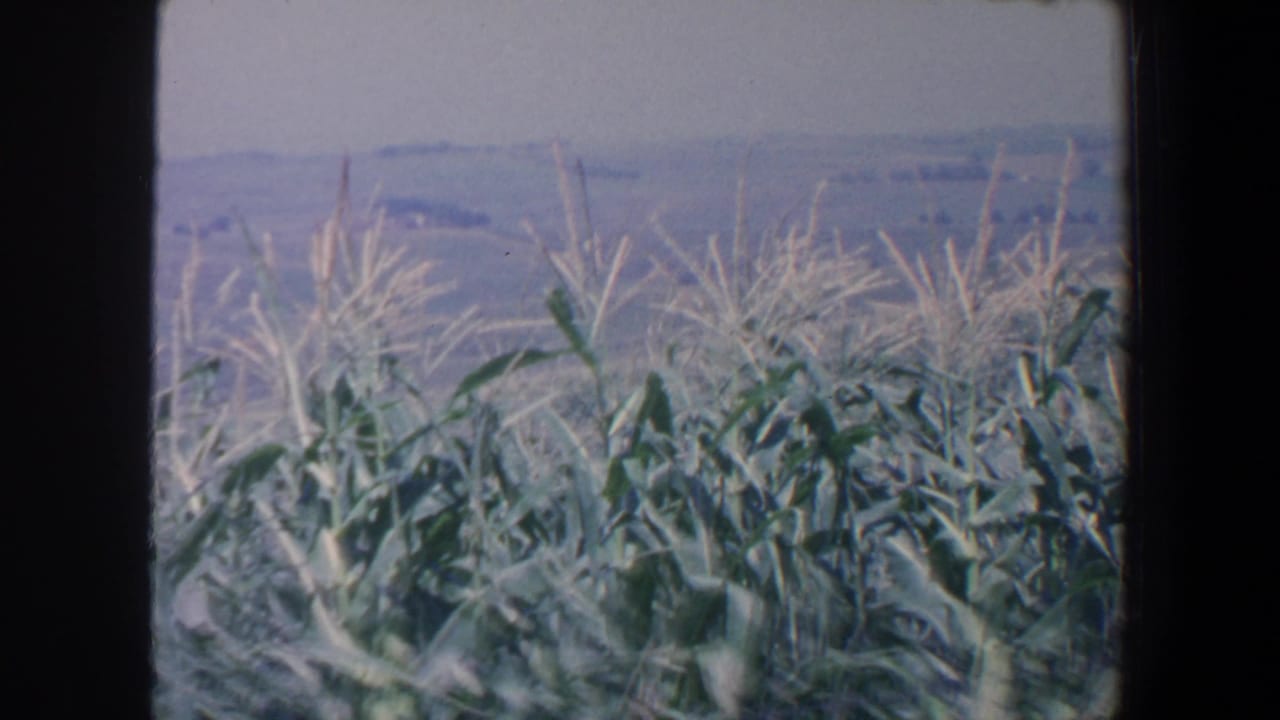 Dense corn plants with tassels against a distant rural horizon.