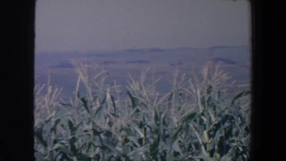 1959 Iowa 8mm frame looking over corn tassels and broad green leaves toward a soft rural horizon and open farmland.