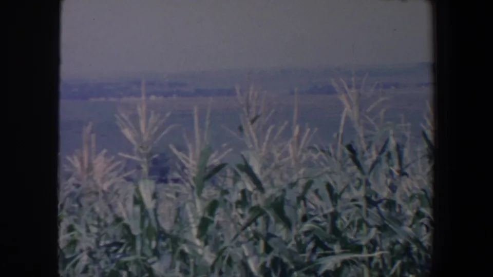 1959 Iowa home-movie frame showing the cornfield edge and tasseled stalks below a muted view of rolling farmland in the distance.