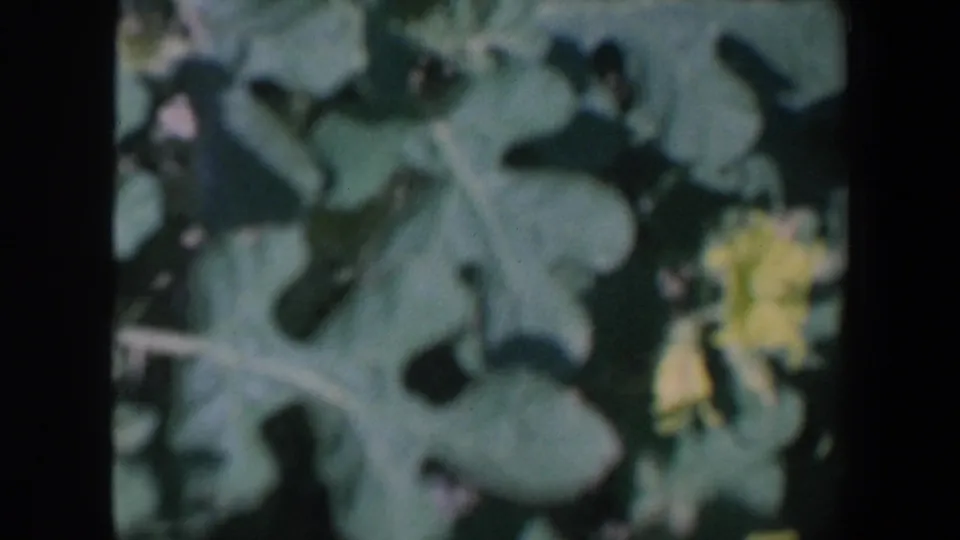 Close view of green leaves and yellow blossoms, likely filmed as a rural plant detail within the Iowa home movie.