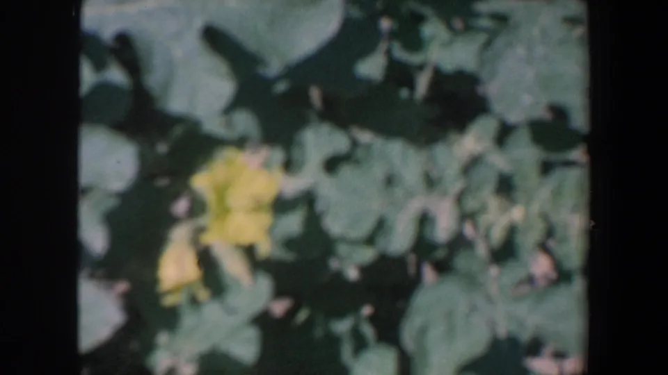 A handheld 8mm close-up shows leafy plants and yellow flowers as a brief field-detail cutaway.