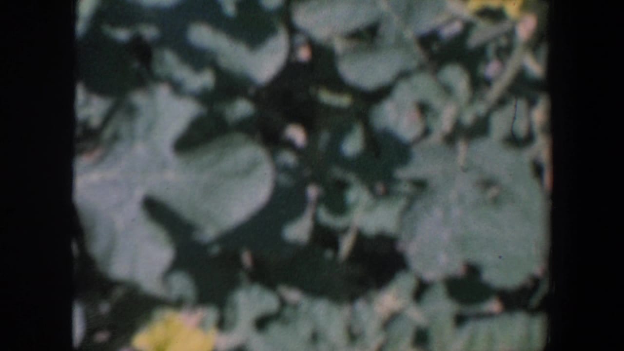 Close foliage and leaves with a partial yellow flower at the lower edge.