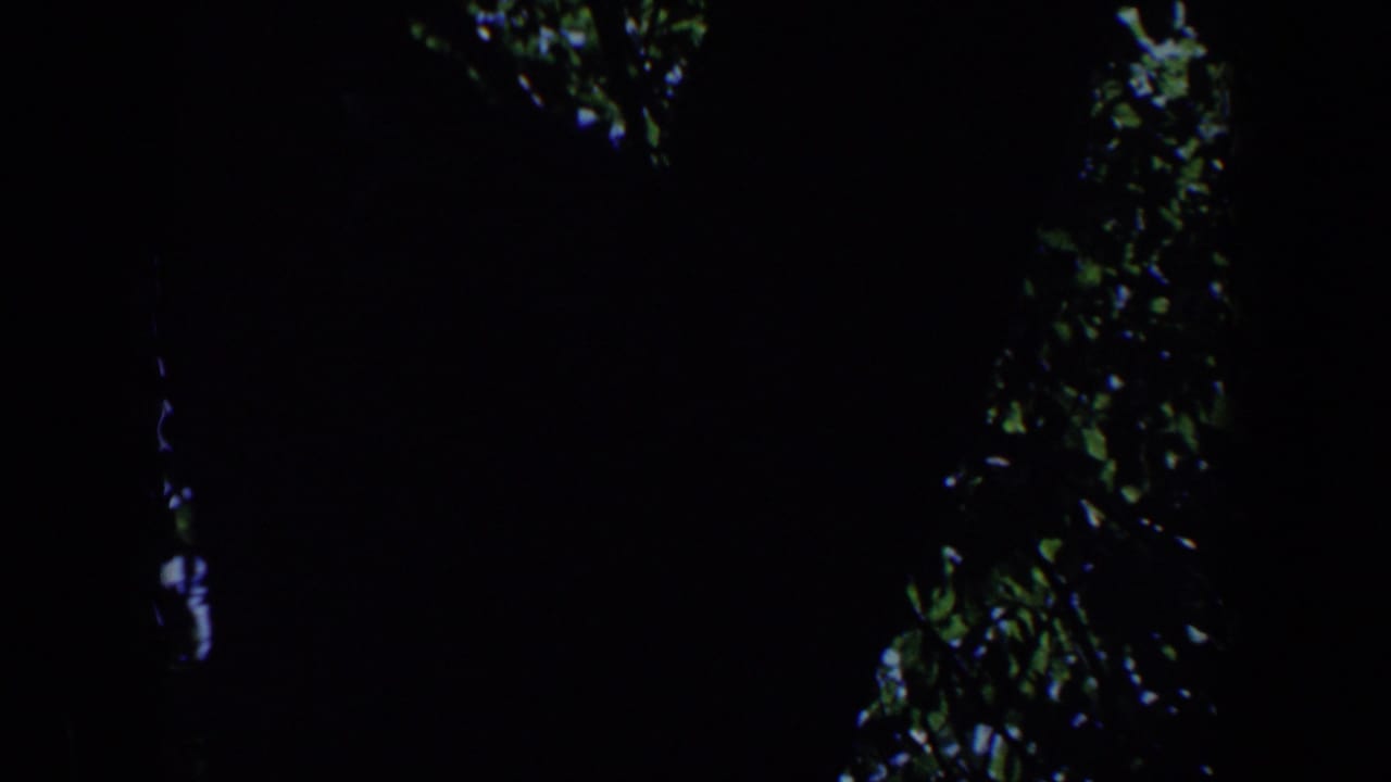Shadowed 8mm frame dominated by dark tree forms and small patches of green leaves in daylight.