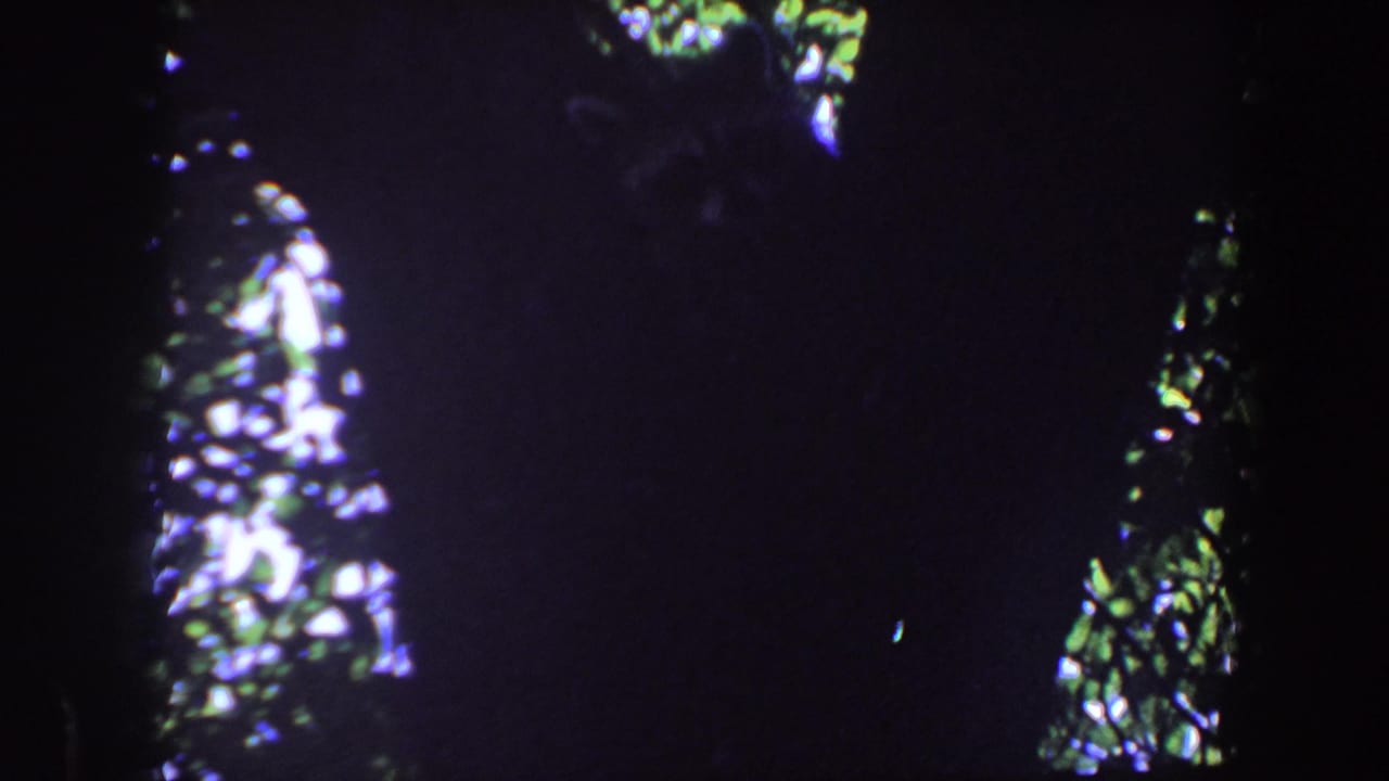 1959 Iowa 8mm frame with a large dark tree trunk silhouetted against bright leaves in a dense wooded area.