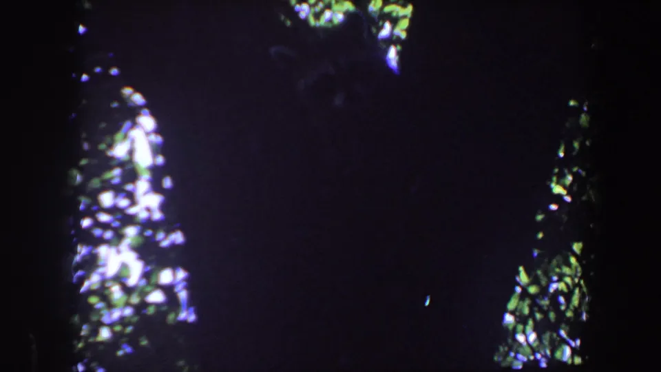 1959 Iowa 8mm frame with a large dark tree trunk silhouetted against bright leaves in a dense wooded area.