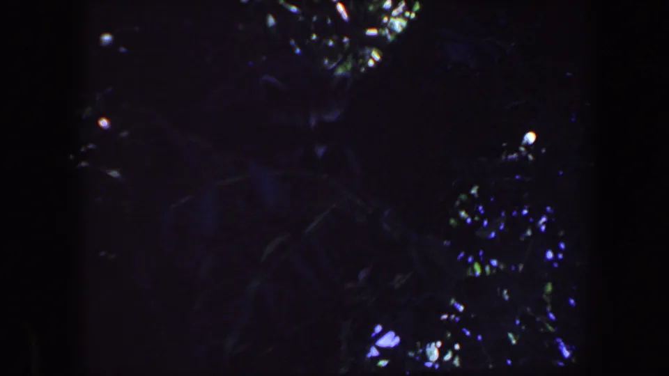 1959 Iowa 8mm frame showing dim branches, leaves, and scattered highlights where light passes through the wooded canopy.