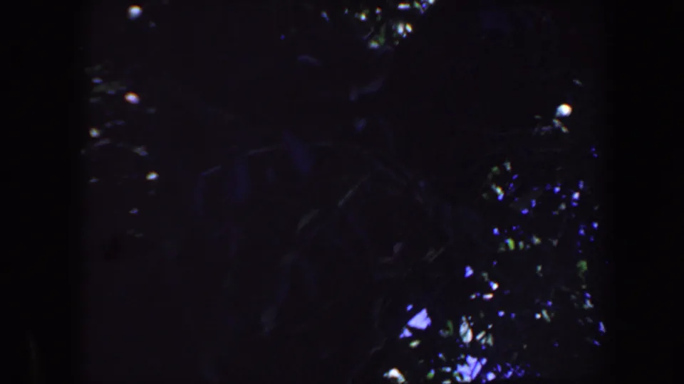 1959 Iowa 8mm frame with dark trunks, dense foliage, and a faint raccoon form indicated by the clip metadata among the shadows.