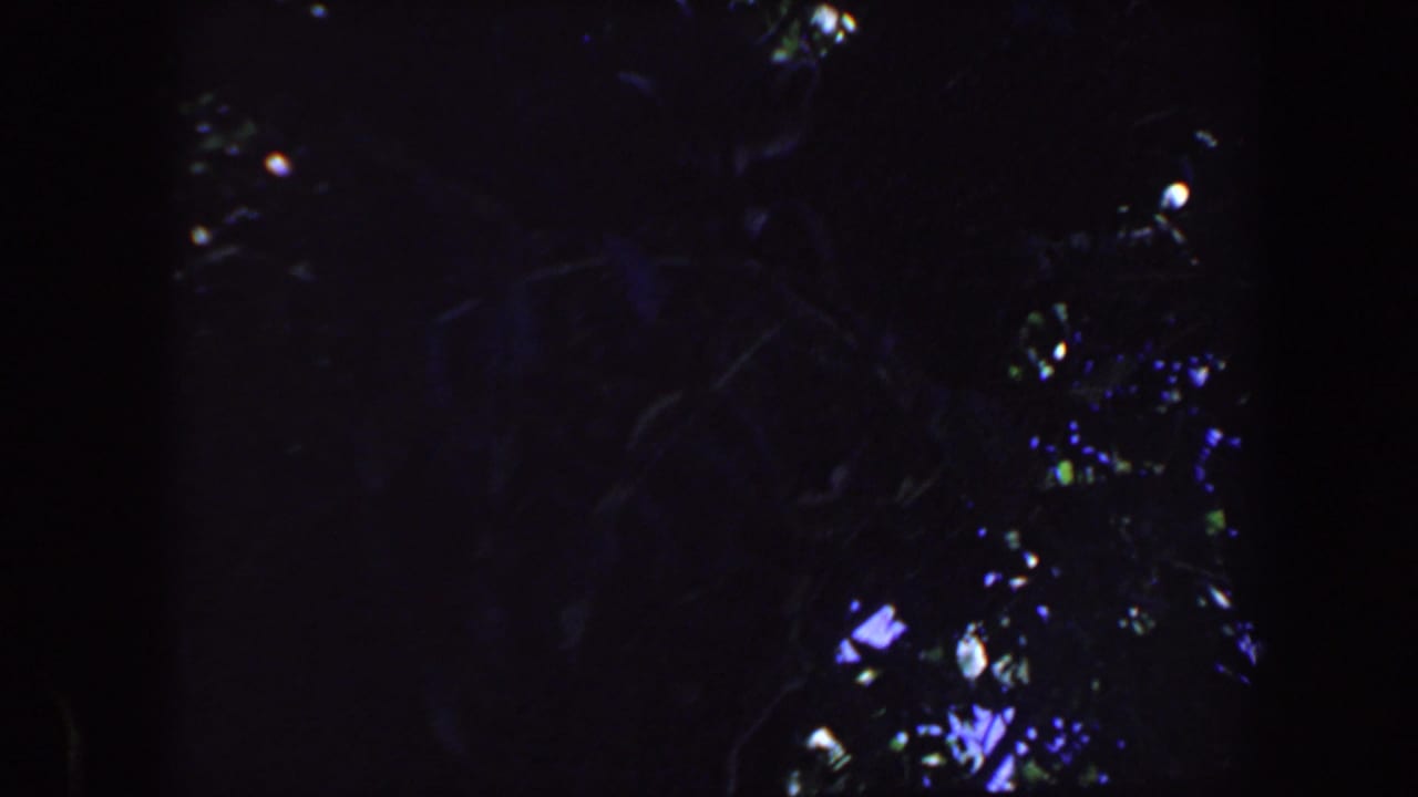 Dark foliage and tree shapes with scattered light in a wooded area.