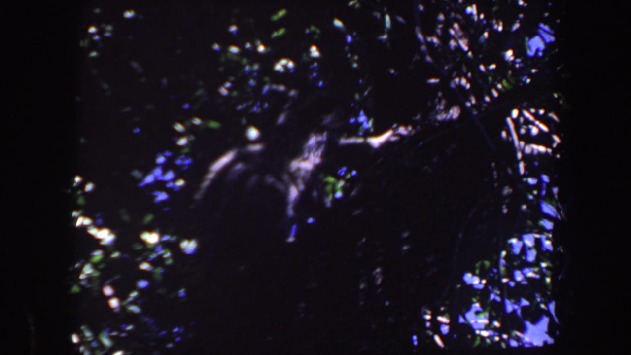 Dark tree canopy with a possible small animal shape among leaves.