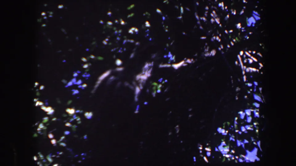 Shaded 1959 Iowa home-movie frame with dense leaves and a faint possible animal form partly obscured in the branches.