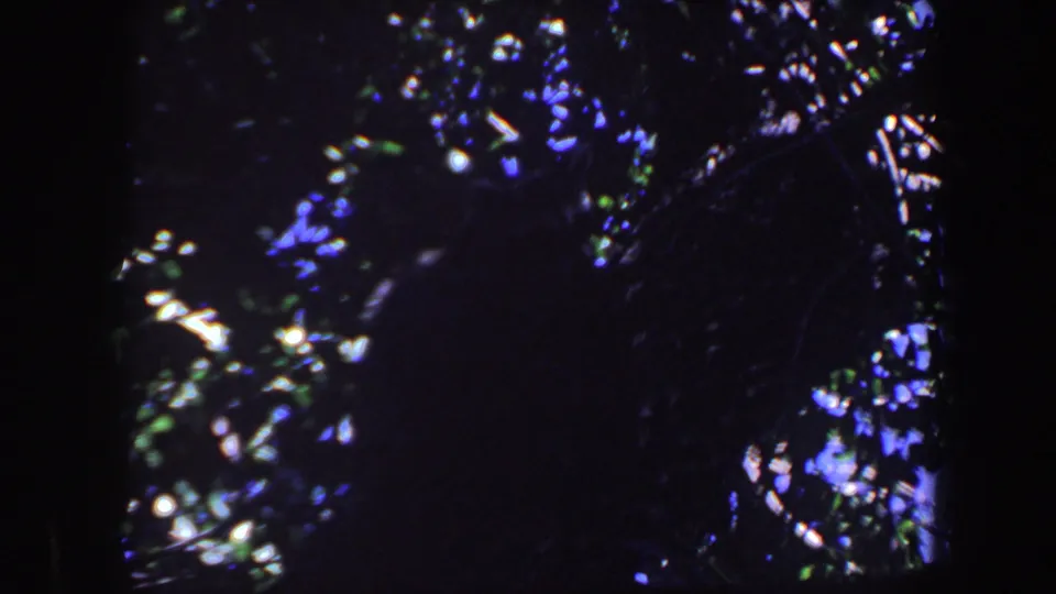Blue-shifted 1959 Iowa 8mm frame of a dark tree or shrub area with bright daylight speckling the leaves.