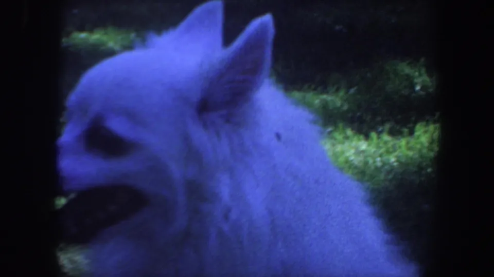 1959 Iowa home-movie frame showing a small white fluffy dog panting in a grassy yard.