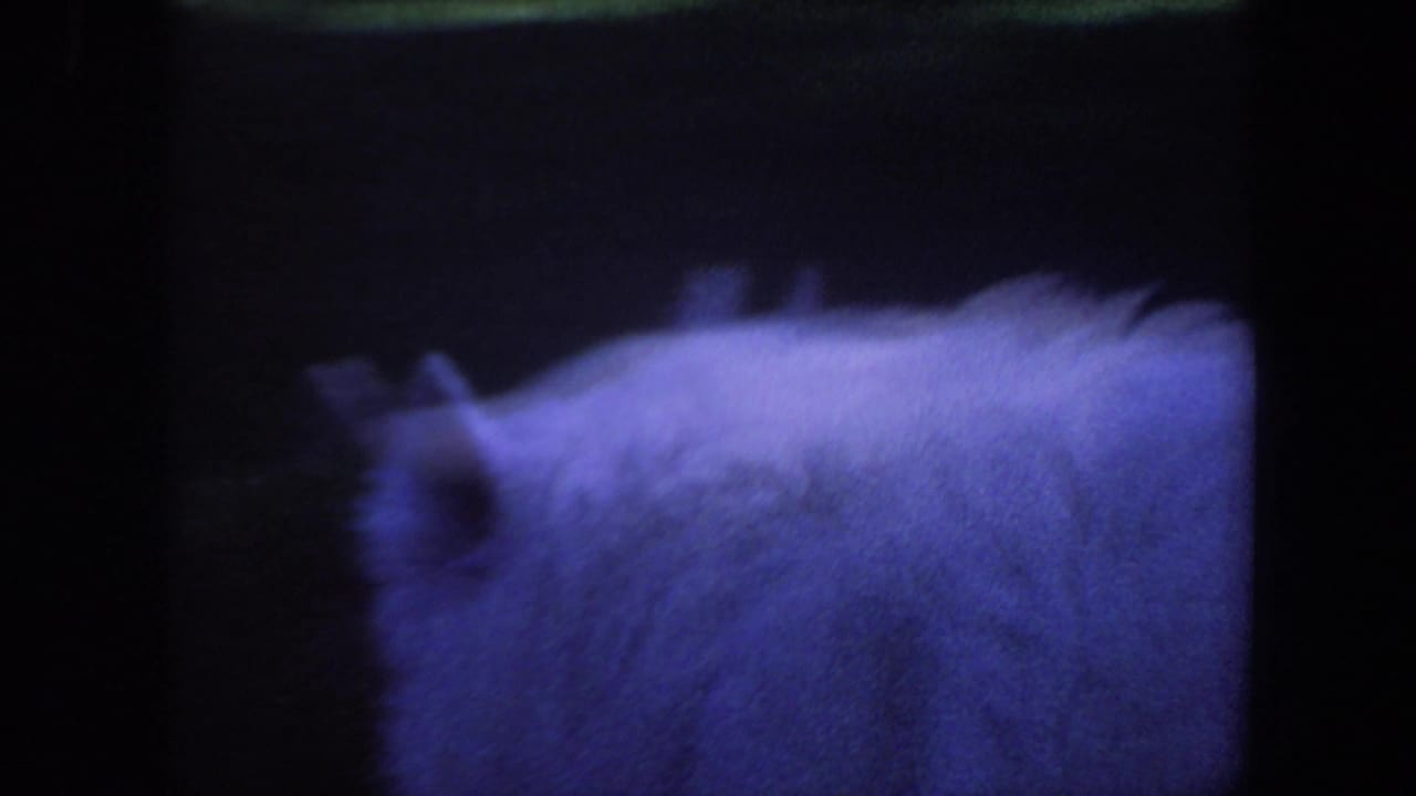 Close, blurred view of a fluffy white dog crossing the frame.