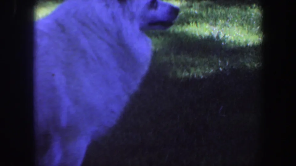 The fluffy white dog appears in side profile on a green lawn in this 1959 Iowa home-movie frame, with grain and blue color shift visible.
