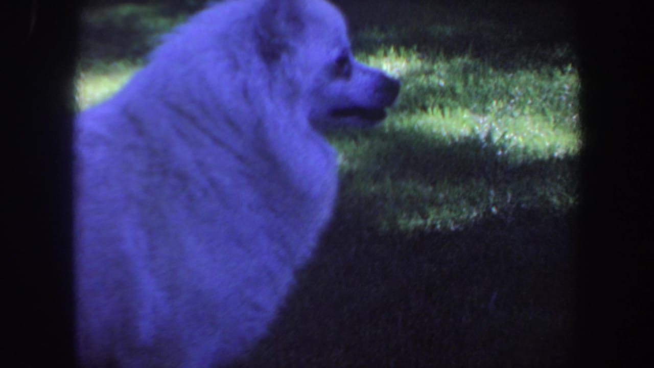 Fluffy white dog standing on grass near dark film-frame edges.