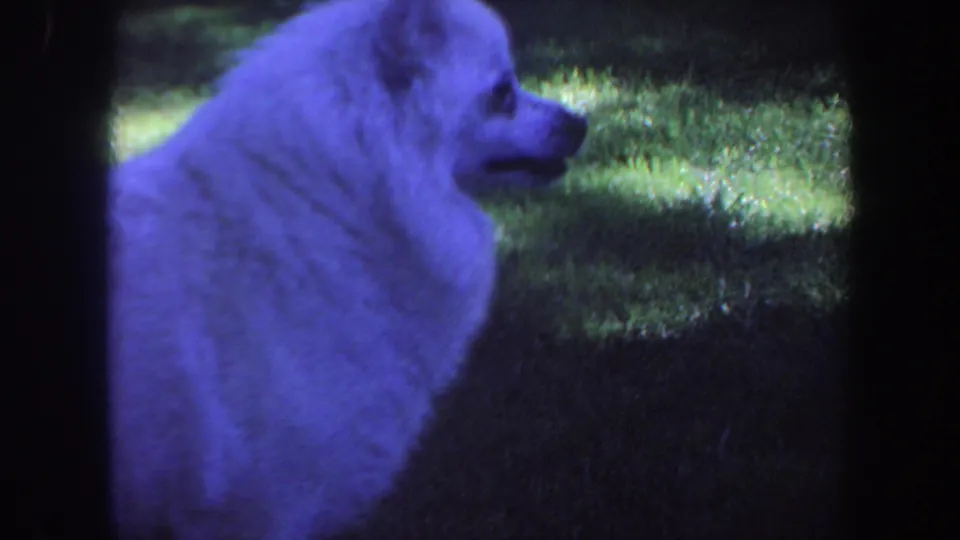 A fluffy white dog stands in a grassy Iowa yard in blue-tinted 1959 8mm home-movie footage.