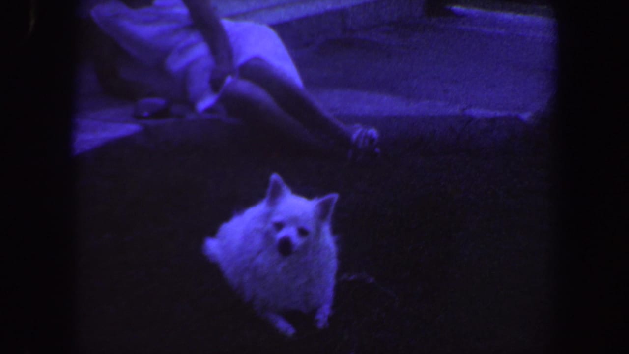 In 1959 Iowa home-movie footage, a fluffy white dog stands or sits on grass while a person in a light dress reclines behind it.