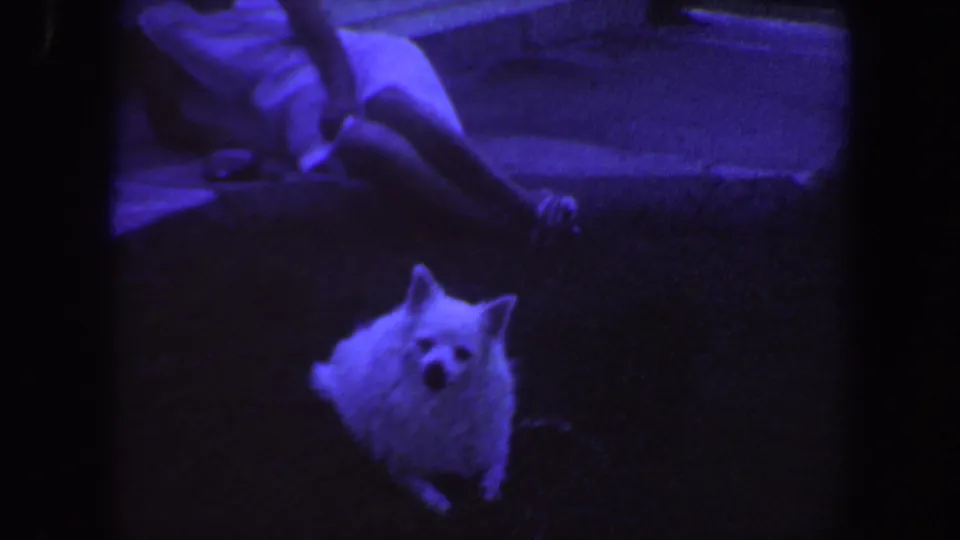 In 1959 Iowa home-movie footage, a fluffy white dog stands or sits on grass while a person in a light dress reclines behind it.