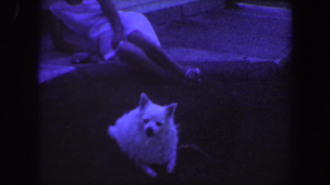 A fluffy white dog looks toward the camera in a purple-tinted 8mm frame, with a reclining person visible behind it in the yard.