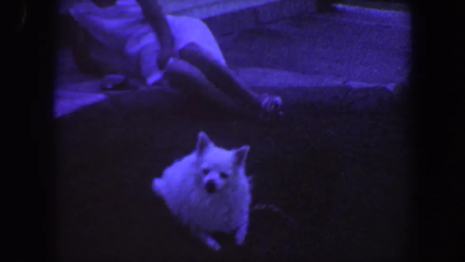 A fluffy white dog looks toward the camera in a purple-tinted 8mm frame, with a reclining person visible behind it in the yard.