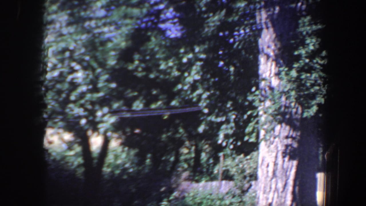 1959 Iowa 8mm frame showing leafy backyard trees, a large trunk, and shaded residential greenery.