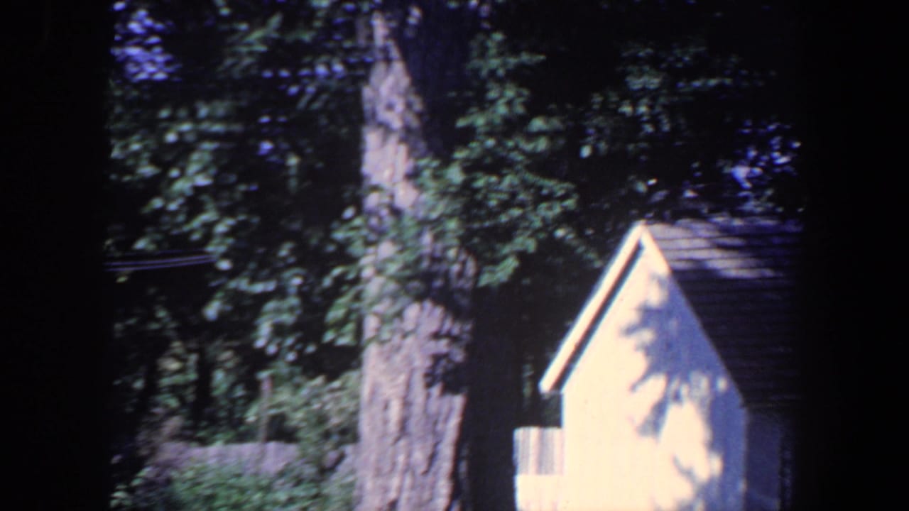 Large tree trunk with a small yellow house partly visible at right.