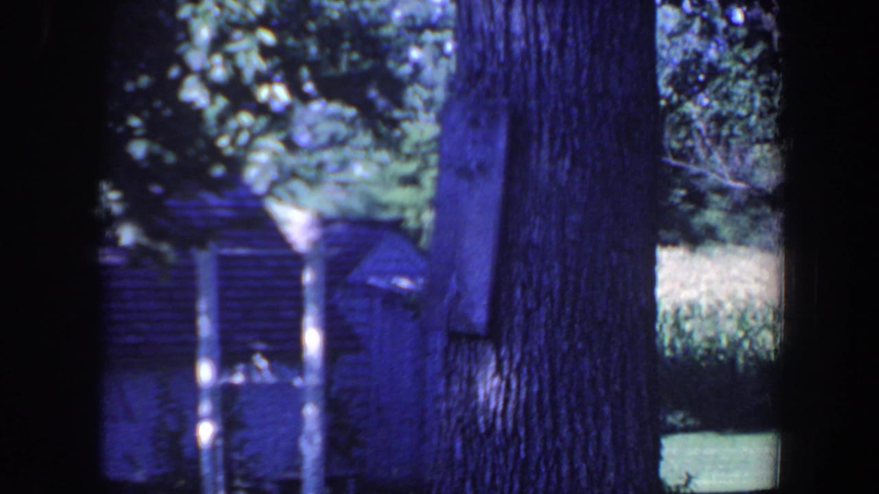 Shaded yard with large tree trunks, a small shed, and tall crops beyond the lawn.