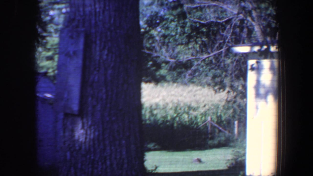 1959 Iowa home-movie view of trees, lawn, a pale outbuilding edge, and tall crops beyond the yard.