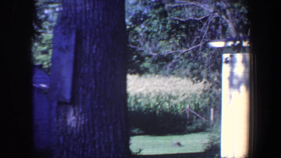 1959 Iowa home-movie view of trees, lawn, a pale outbuilding edge, and tall crops beyond the yard.