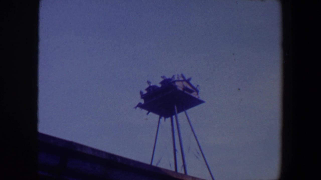 1959 Iowa home-movie frame of birds perched on a small elevated wooden structure, framed by dark 8mm borders.