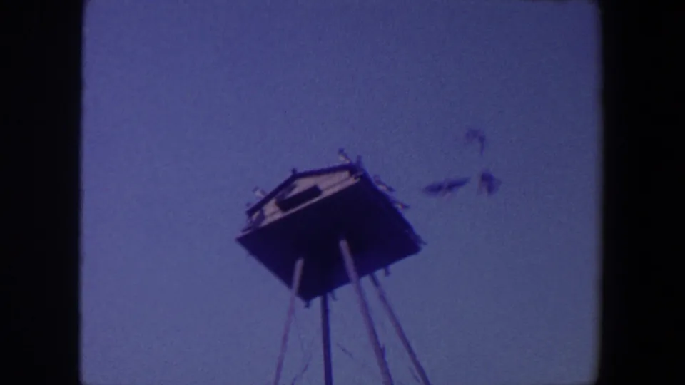 1959 Iowa home-movie frame with birds resting on a raised wooden structure while other birds pass through the blue sky.
