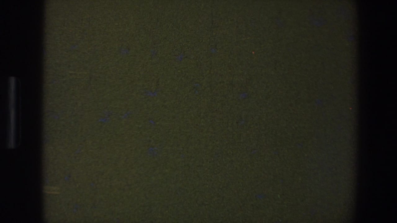 Dark green-black 8mm frame with vertical gate bars and scattered dust specks.