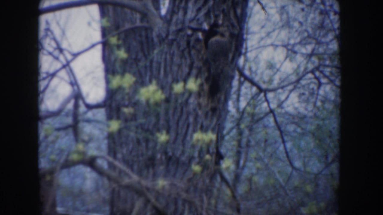 1961 Novi, Michigan 8mm frame showing a small bird still against tree bark with pale sky, bare twigs, and new green buds.