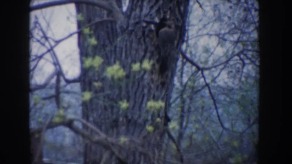 1961 Novi, Michigan 8mm frame showing a small bird still against tree bark with pale sky, bare twigs, and new green buds.