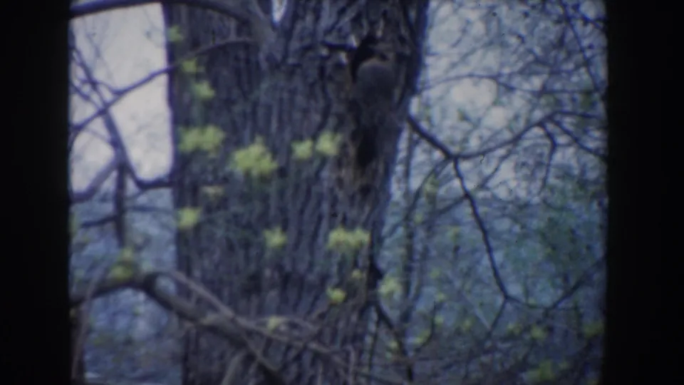 1961 Novi, Michigan 8mm frame with a bird perched beside a large trunk, surrounded by thin branches and soft green buds.