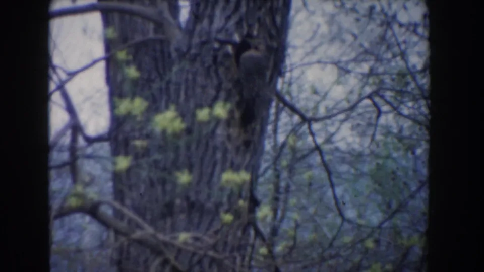 1961 Novi, Michigan 8mm frame showing a bird against bark, partly framed by budding branches and muted woodland background.