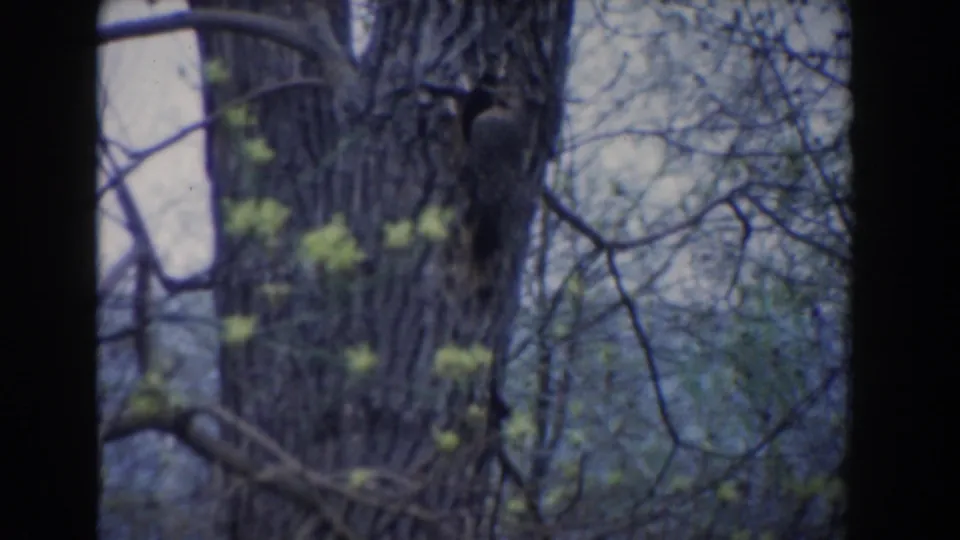 1961 Novi, Michigan 8mm frame of a small bird on a tree trunk, with green buds and leafless branches in a soft faded image.