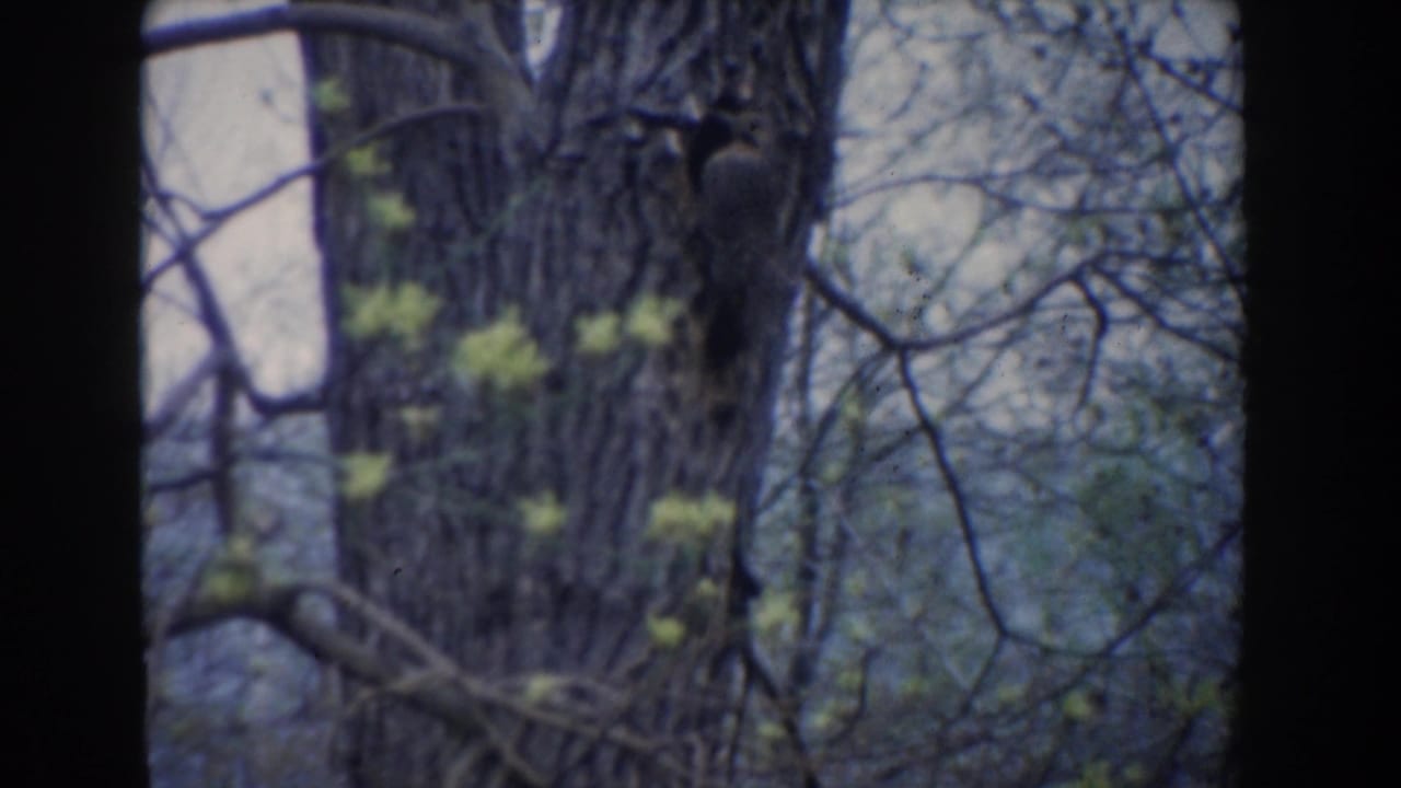 1961 Novi, Michigan 8mm frame showing a large tree trunk, bare branches, and early green leaves in soft focus.