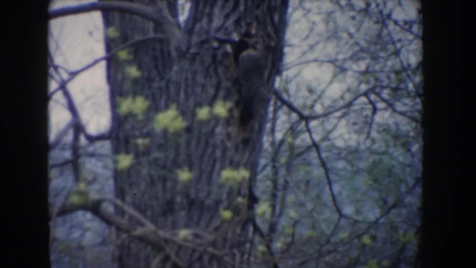 1961 Novi, Michigan 8mm frame showing a large tree trunk, bare branches, and early green leaves in soft focus.