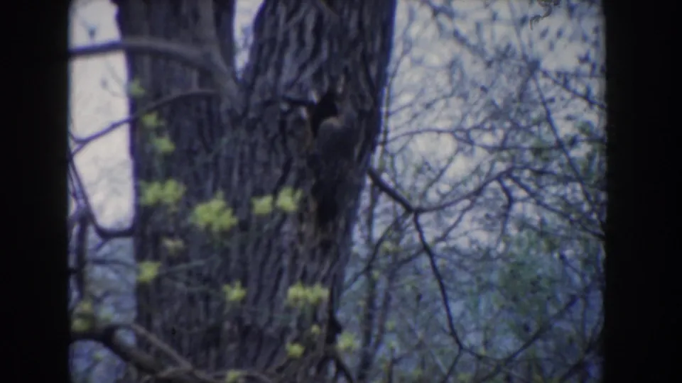 1961 Novi, Michigan 8mm frame with a small animal, likely a squirrel, on a tree trunk amid branches and new leaves.