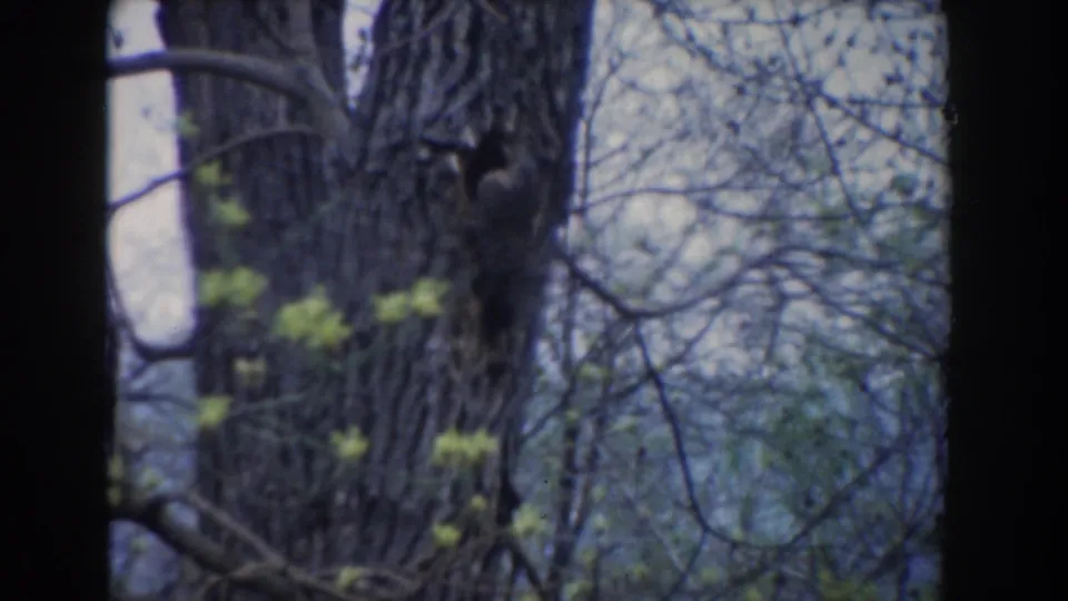 Soft 1961 Novi, Michigan 8mm frame of a tree trunk, tangled branches, and sparse spring leaves in a wooded area.