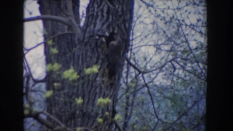 1961 Novi, Michigan 8mm frame showing a small animal on a tree trunk, surrounded by thin branches and green leaves.